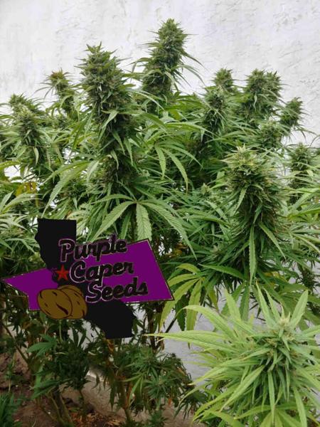 Luxor’s Chocolate CBD (R)