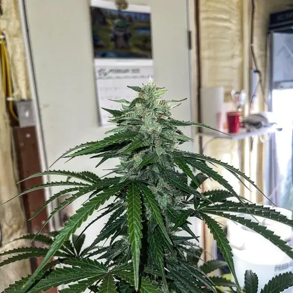 Witcher’s Creek Auto