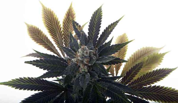 Banana Grape Soda Auto