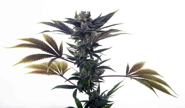 Biscotti Ice Cream Auto