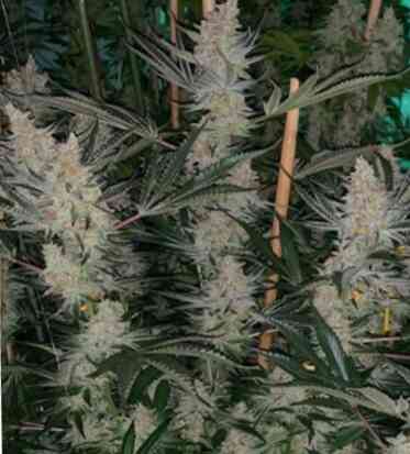 Tangerine SinMint (R)