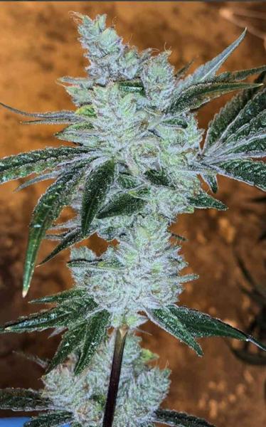 Lemon Delight (F)