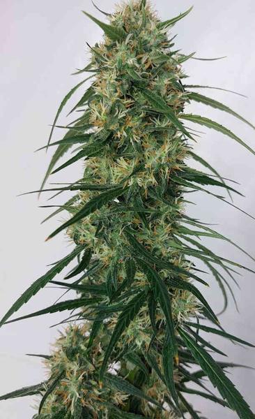 Panama A5 Haze (F) [LIMITED]