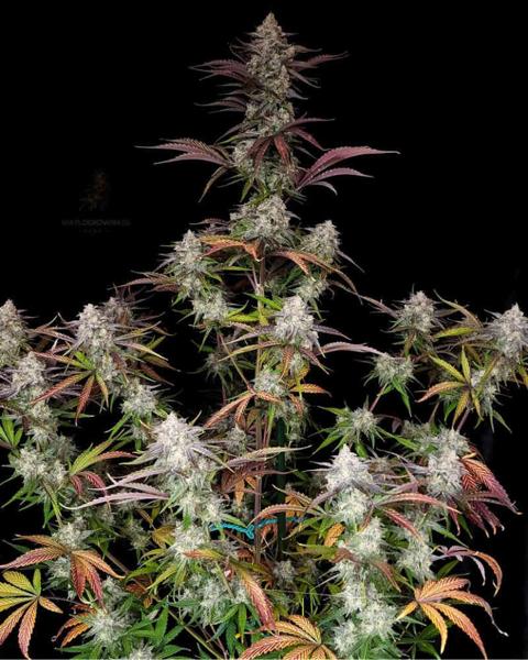 CPT OG&nbsp;Auto