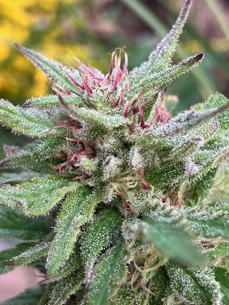 Lamb’s Breath Seeds – Legend (R)