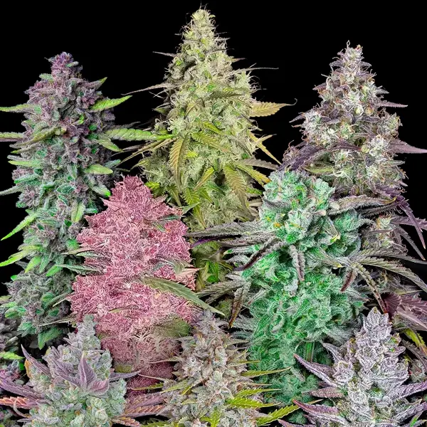 Mix Pack Auto
