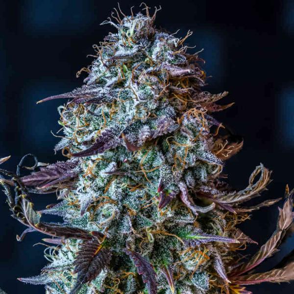 Mephisto’s Wedding Auto