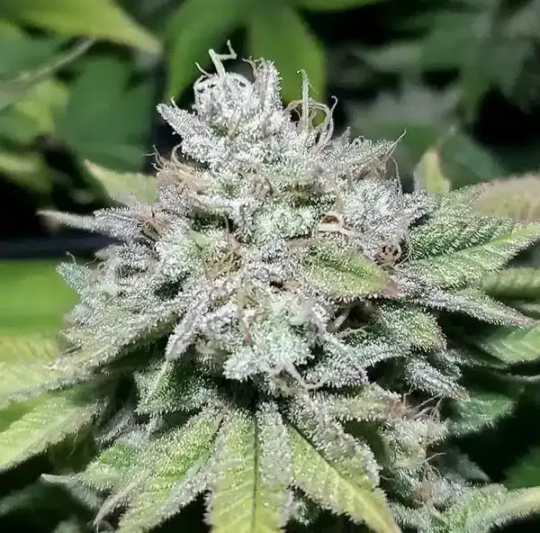 Jilly Glue (F)