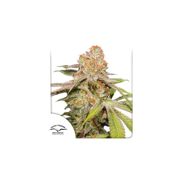 MAC #1 Auto