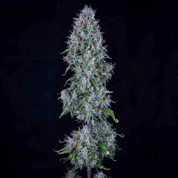 HubbaBubbaSmelloScope Auto