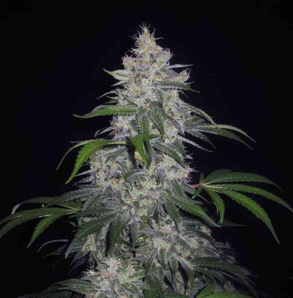 Fantasmo Express Auto