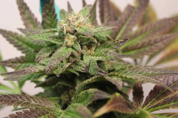Oakland Grape Ape (F)