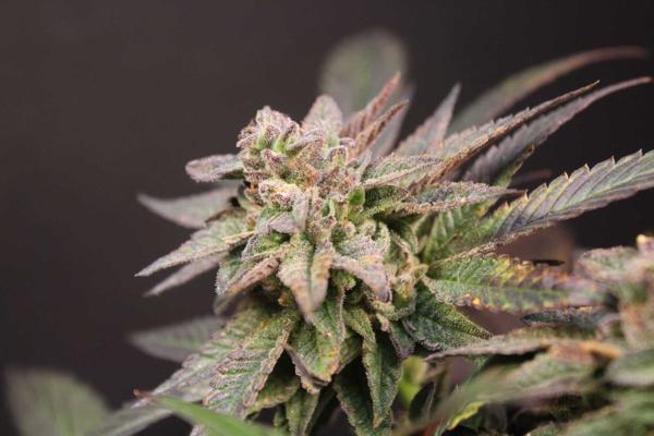 SR71 Purple Kush (F)