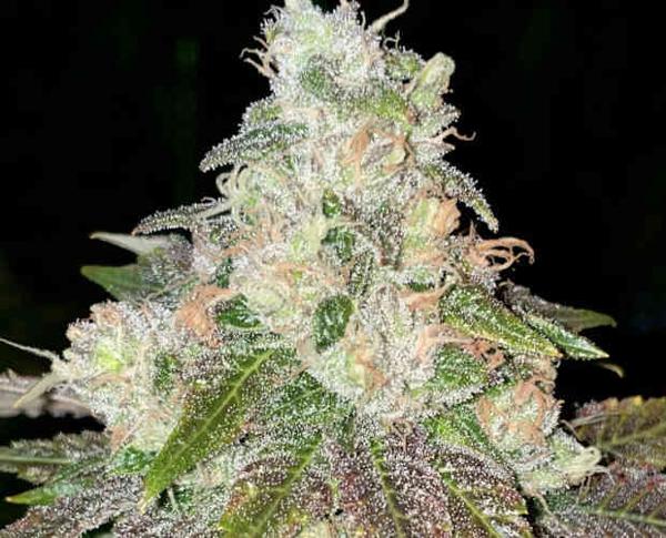 Strawberry Jacuzzi (R)
