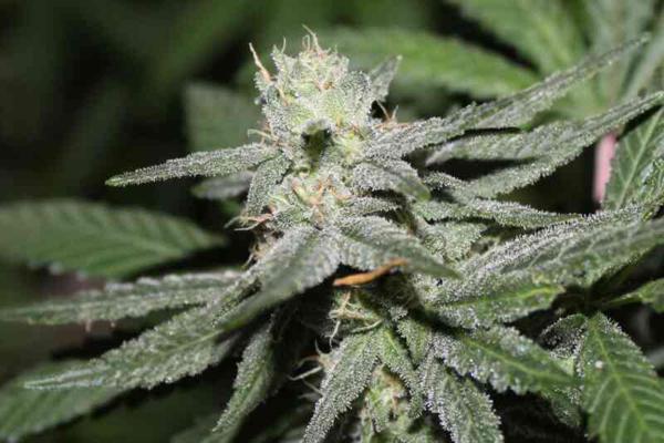 True OG (F)