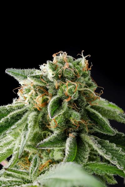 Illegal Alien, Alien Technology BX (F)