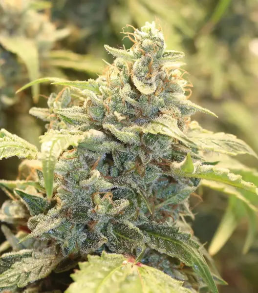 Creme – Tasmo Auto [LIMITED]