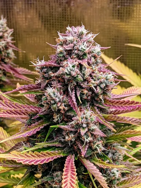 Deez Nuggs Auto [LIMITED]