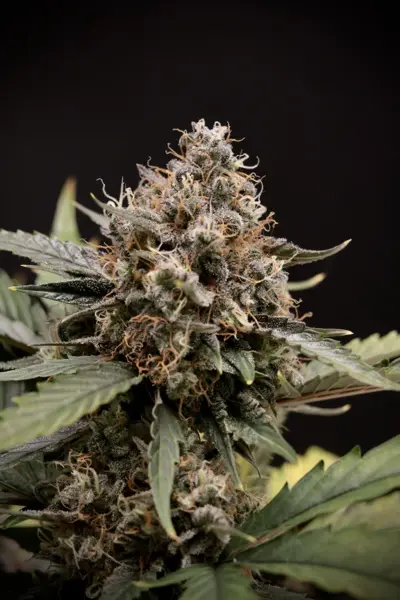Sweet ‘n’ Sour Auto [Limited]