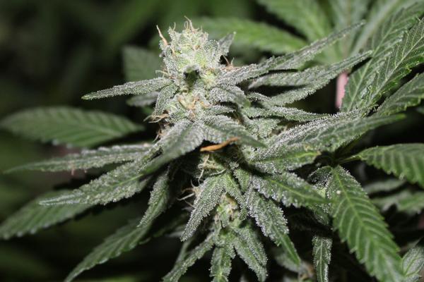 Alien Headband (F)