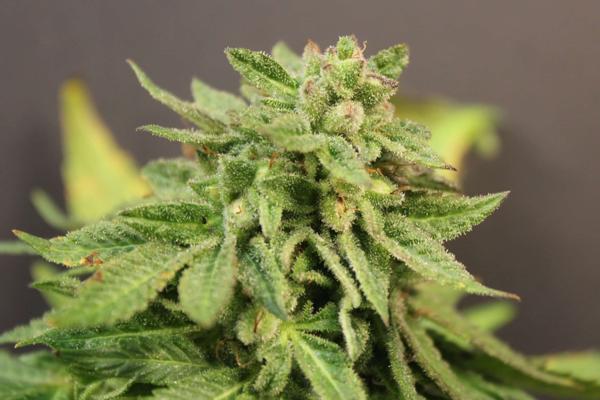 Alien Krippy (F)
