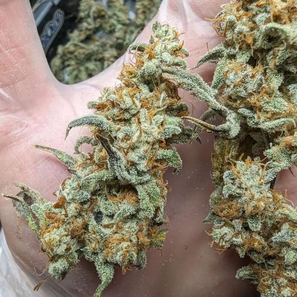 Grape Deebo Auto