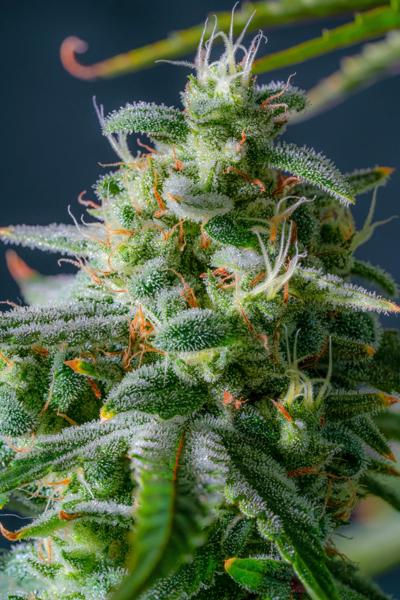 Magic Castle Auto