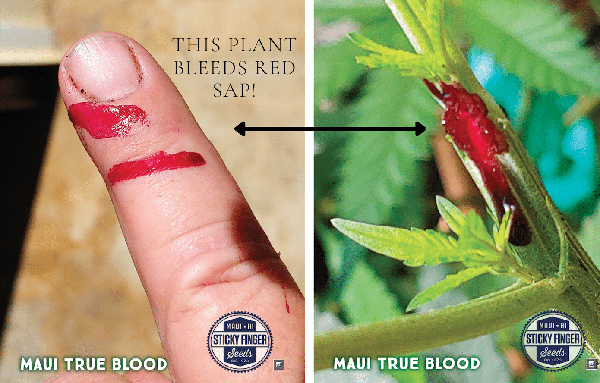 Maui True Blood (R)