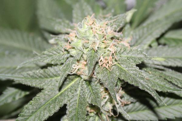 Northern Alien (F)