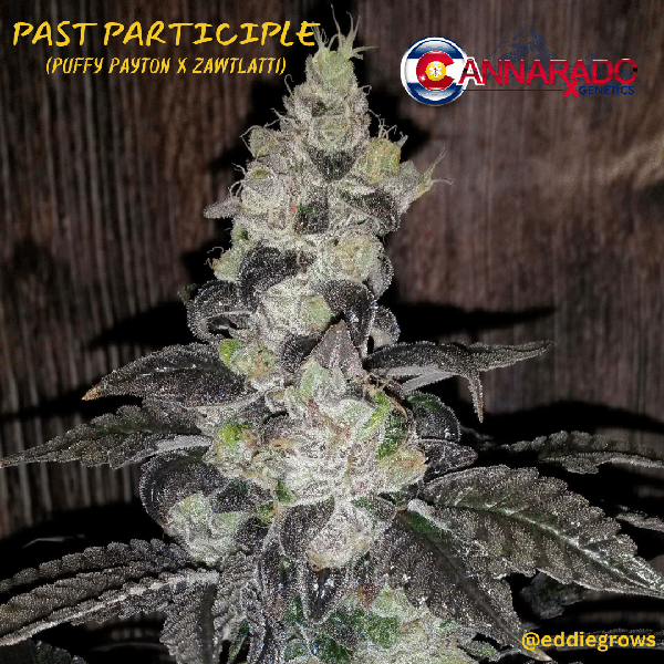 Past Participle (R) [ZAWTLATTI DROP]
