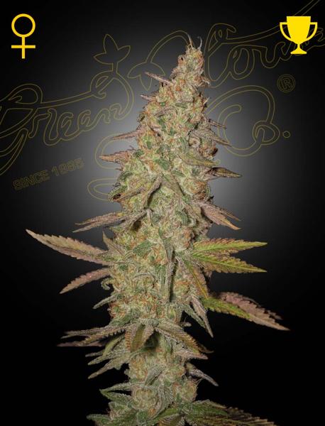 Arjan’s Ultra Haze #1 (F)