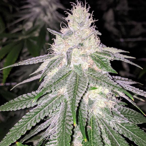 Purple Hashplant Haze (R) [4/12/24 DROP]