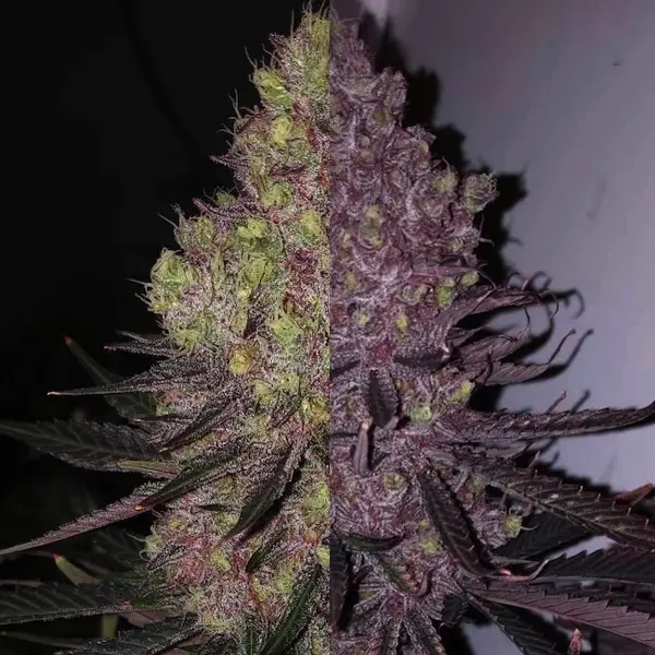 Trop Cherry Duet (F) [APRIL 2024 DROP]