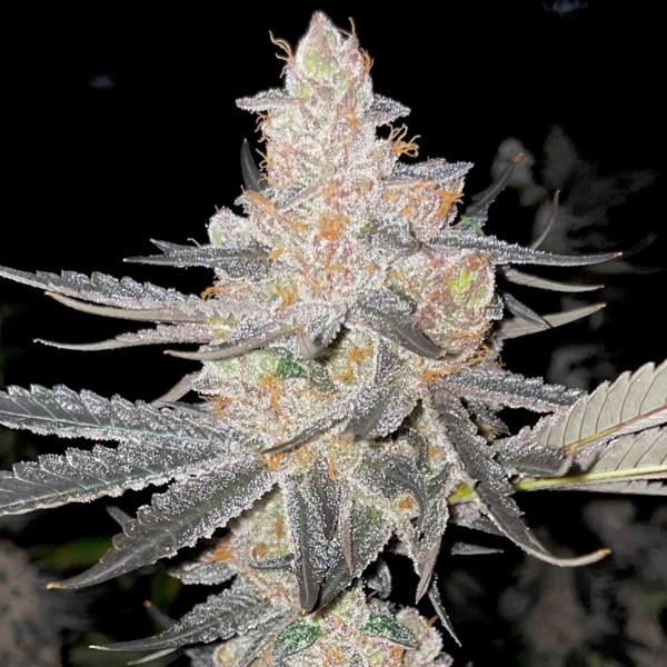Vader’s Starkiller (F) [4/12/24 DROP]