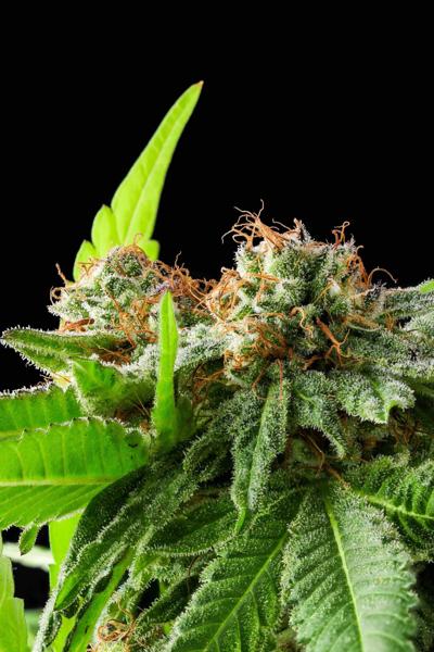 Afghan Haze (F)