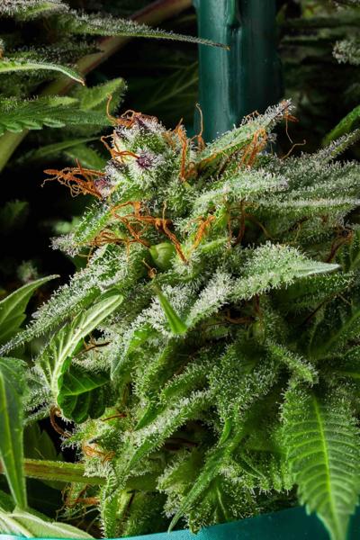Chocolate Hashberry #31 F3 (F)