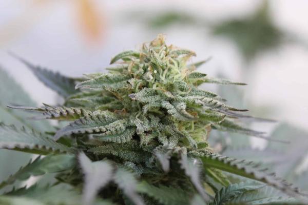 Ed Rosenthal’s Super Cookie (F)
