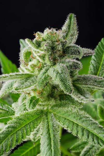 Haze Bomb (F)