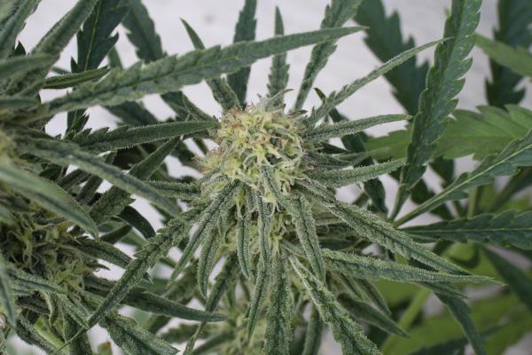 Megalodon Haze (F)