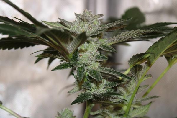 Sour Haze (F)