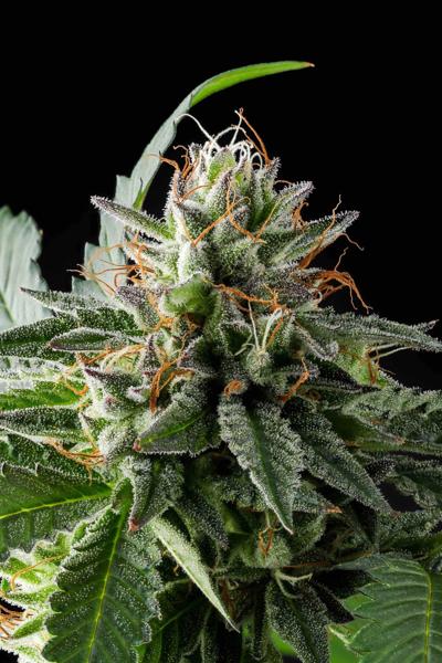 Thin Mint Cookies “X” (F)