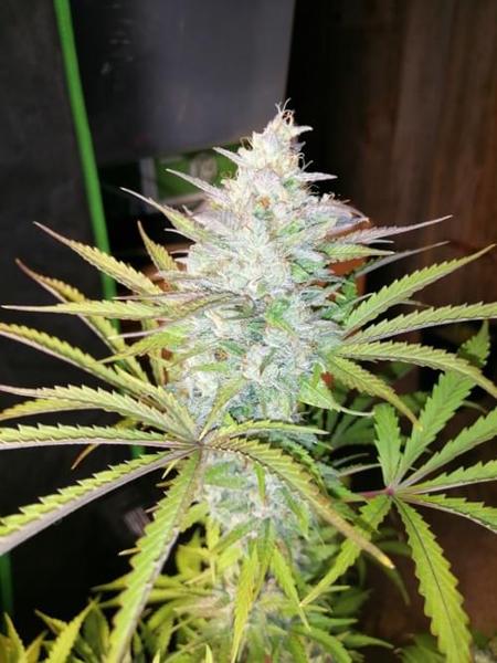 Troubled Grape Auto