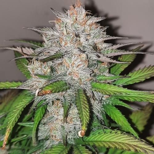 Wicked Witch Auto