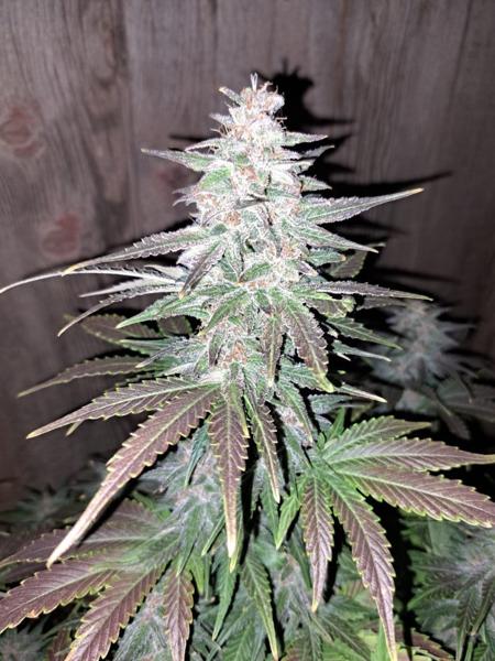 RumpleMintz F2 Auto