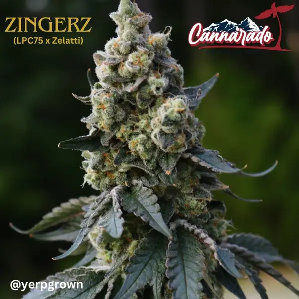 Zingerz (R)
