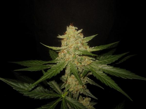 Nurple F3 Auto