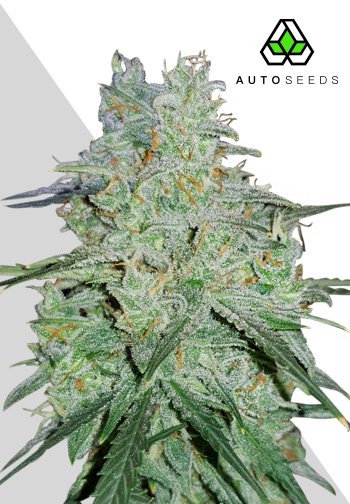 Amnesia Haze Auto