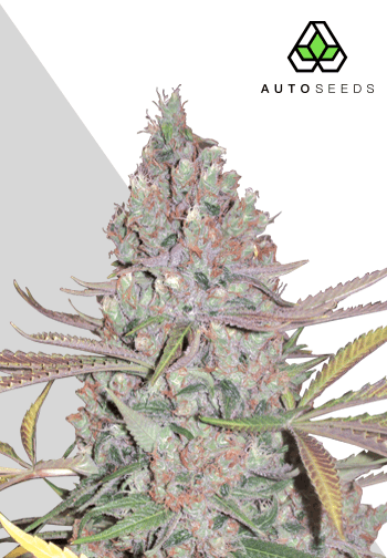 Berry Ryder Auto