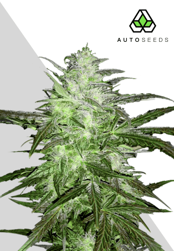 Auto Chemdawg
