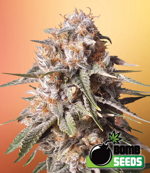 Baked Bomb Auto